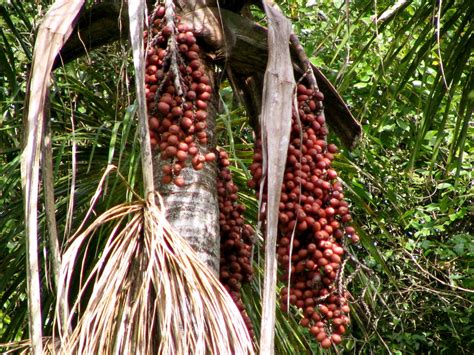 Rboles Frutales La Selva Cuenca Amaz Nica Peru Jgaddicks Flickr