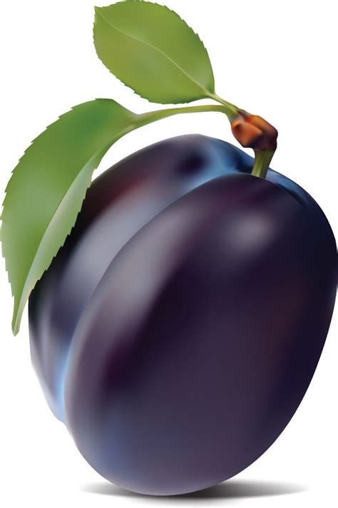 Purple Plum Vector Free Vector 4vector