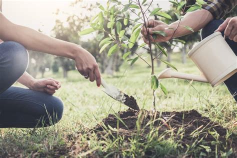 report studies growing trees  profit engoo daily news