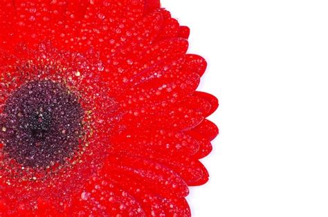 Premium Photo | Red gerbera flower