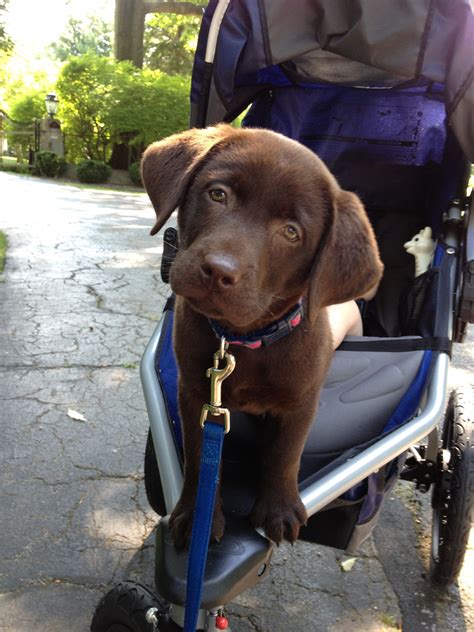 Chocolate Lab Riding In Stroller With Baby Labrador Retriever Puppies