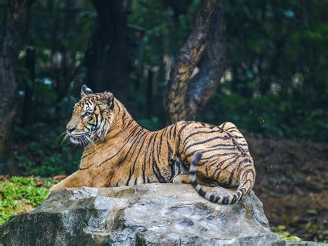 powerful tiger resting  stone  stock photo