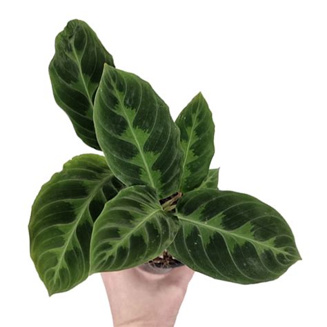 Calathea Jungle Velvet Calathea Warscewiczii Mm The Jungle