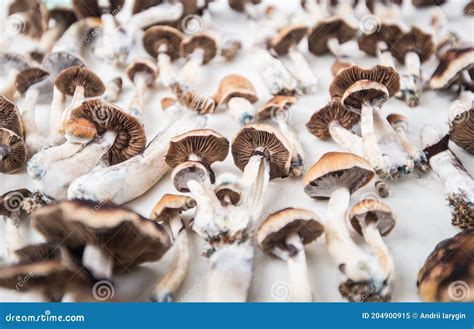 Psilocybin Magic Mushrooms Royalty Free Stock Photo