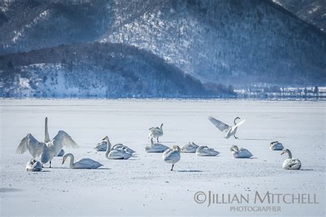 Whooper Swans of Lake Kussharo | Jillian Mitchell Photography