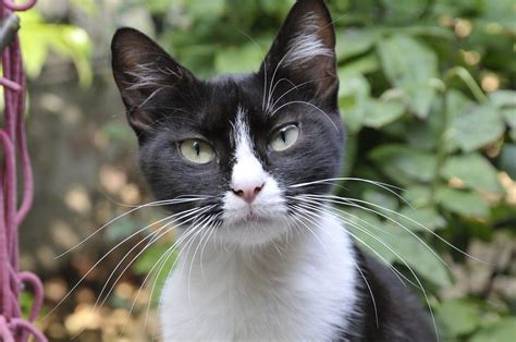 Tuxedo Cat Personality: Are They the Smartest Cats? - Catman