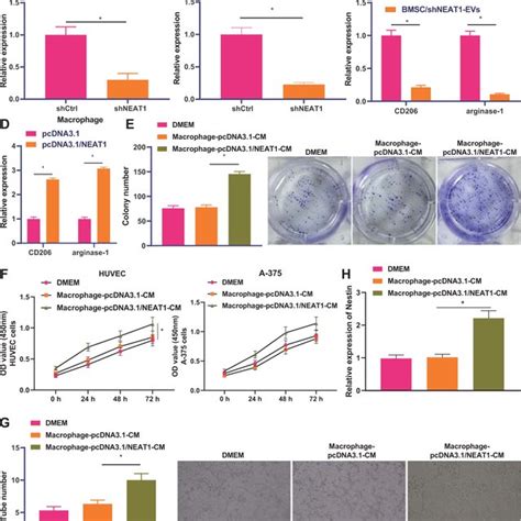 The Effect Of Bmsc Evs On M2 Polarization Of Macrophages A The Download Scientific Diagram