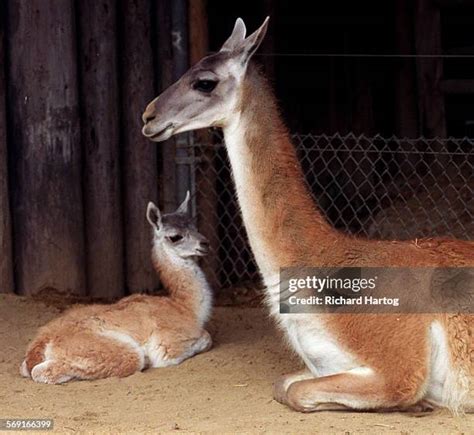 106 Guanaco Baby Stock Photos, High-Res Pictures, and Images - Getty Images