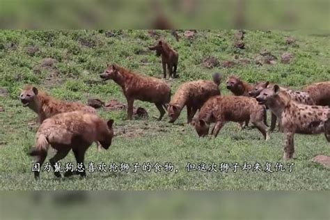 鬣狗正享用食物，仇家狮子突然来了，狮子：我没来晚吧！狮子仇家鬣狗