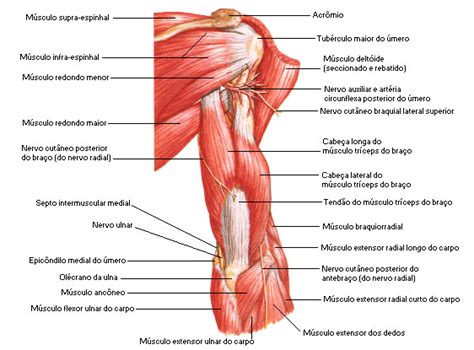 Resumo de músculos do braço flexores extensores e antebraço Sanarmed