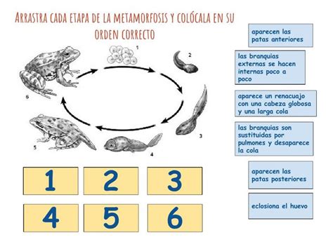 Metamorfosis De La Rana Worksheet