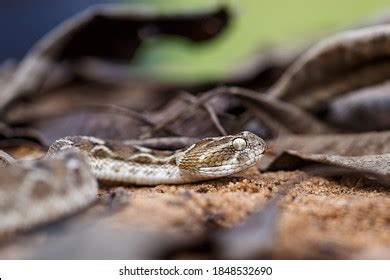 Sawscaled Viper Snake His Habitat Stock Photo 1848532690 | Shutterstock