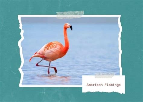 Florida Keys Birding: 2024 Guide | Florida Keys Camping