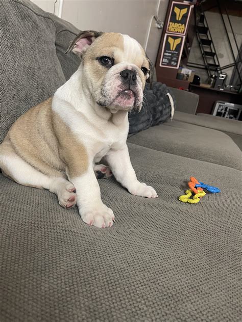 Raw Diet Question: How Much Do You Guys Feeds Your Puppy? Mine is 11 Weeks Old and Around 15lbs