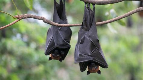 Faudrait Il Attirer Les Chauves Souris Dans Votre Jardin