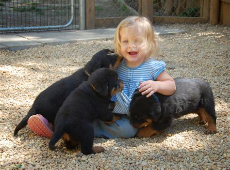 Rules of the Jungle: German Rottweiler puppies