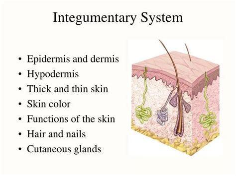 Ppt Integumentary System Powerpoint Presentation Free Download Id