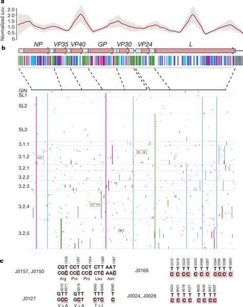 Genomic Variations Of The 2014 EBOV A Sequence Depth Across Sequenced