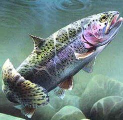 Trout Fishing Tips, Tricks & Advice