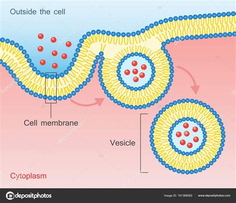 Endocytosis Vesicle Transport Cell Membrane Stock Vector Image By