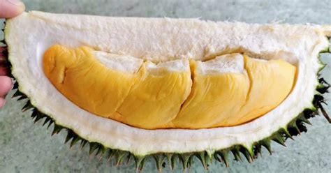 Durian Grafted Live Plant D24 Sultan Seed2plant