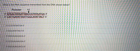 Solved Dna Shown Below What Is The Rna Sequence Transcribed