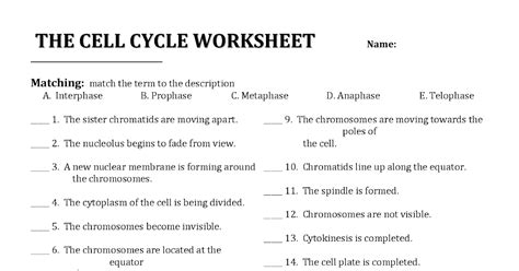 Amoeba Sisters Mitosis Worksheet