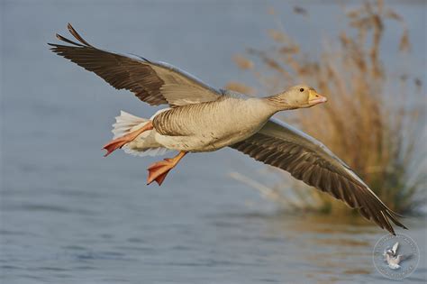 L Oie cendrée Les Oiseaux de Camargue