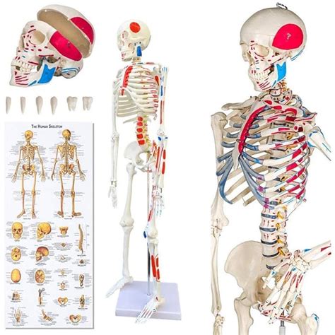 Buy UIGJIOG Skeleton Anatomical Model Of Human Skeleton Skeleton Skeleton Anatomical Model Human ...