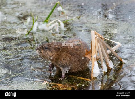 Muskrat Ondatra Zibethicus Eating Vegetation Early Spring Cattail