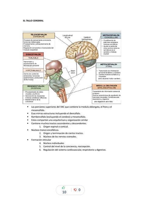 El Tallo Cerebral Apuntes 13 Compress EL TALLO CEREBRAL Las