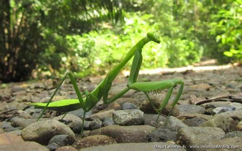 Macromantis Giant praying mantis - USMANTIS