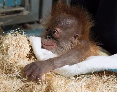 Most delightful baby animals | Baby orangutan, Baby animals, Cute baby ...