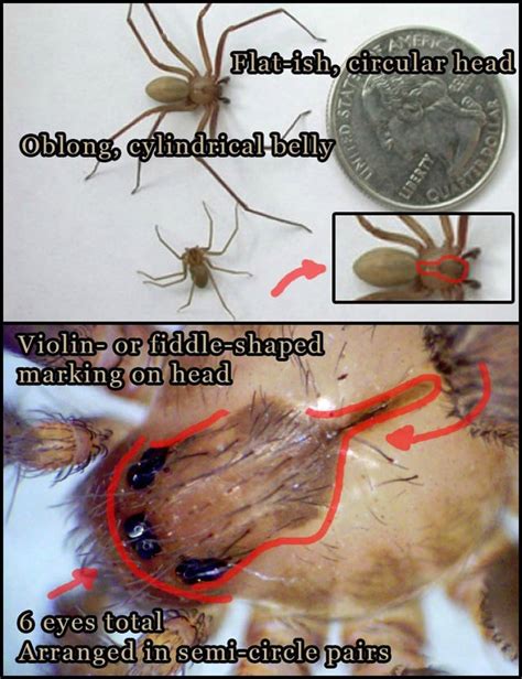 Emsk Identify Brown Recluse Spiders By The Violin Shape On Their Head And 3 Pairs Of Eyes