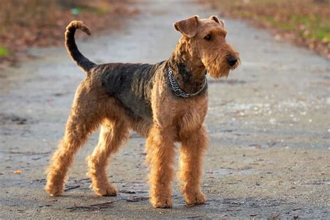 Airedale Terrier Breed Info and Care