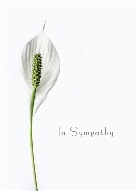 Sympathy Card Lily Irish Hospice Foundation