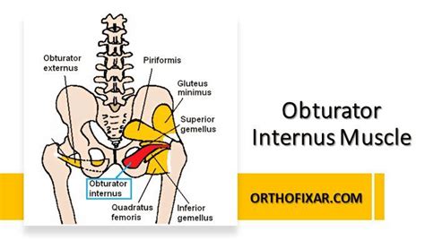 obturator internus muscle anatomy muscle anatomy joints anatomy muscle