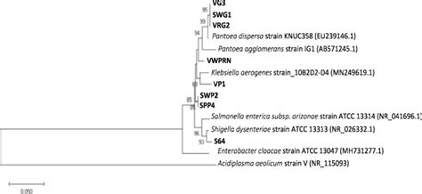 phylogenetic tree constructed   mega software version