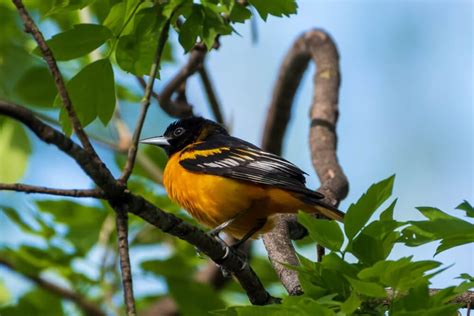 Meet The Baltimore Oriole (Photos & Facts)