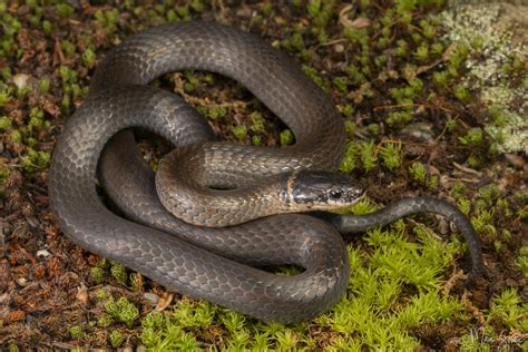 Northern Ring Necked Snake Diadophis Punctatus Georgia Flickr