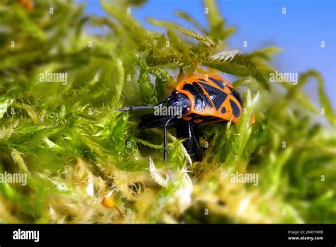 Wangenplatte Hi Res Stock Photography And Images Alamy