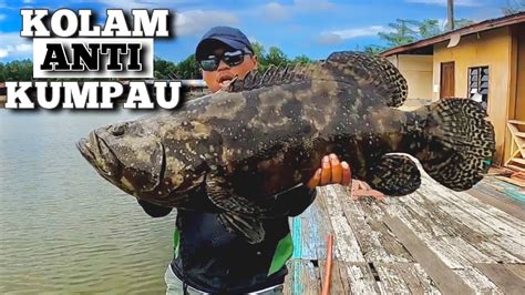 Kolam Kerapu Mega Di Tuaran Sabah Youtube