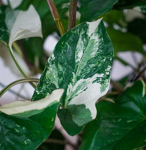 Syngonium Podophyllum Variegata Emerald Gem Ma A Szklarnia