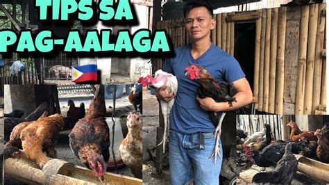 Mabisang Proteksyon Sa Sakit Ng Manok Paano Mag Alaga Ng Manok Youtube