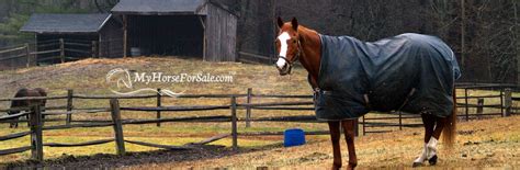 Should You Blanket Your Horses In Winter? - MyHorseForSale.com Equine ...