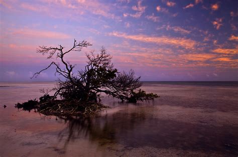 Florida Mangrove Sunset Photograph By Michael Dawson Fine Art America