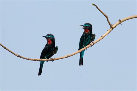 Merops Gularis Ssp Gularis Black Bee Eater Meropidae Flickr