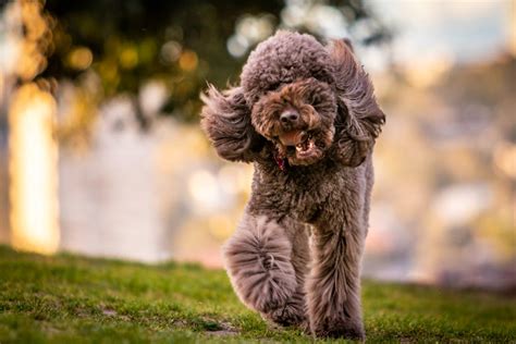 Adult Gray Toy Poodle On Grass Field · Free Stock Photo