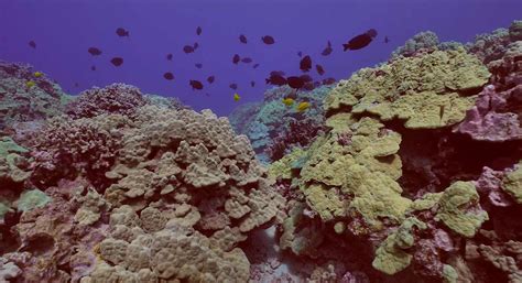 25 Million Donation Launches Largest Coral Restoration Project In