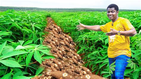 How To Grow And Harvest Cassava In Less Than Months Cassava